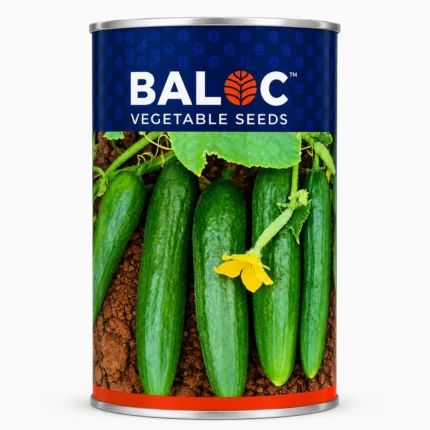 BALOC KHEERA